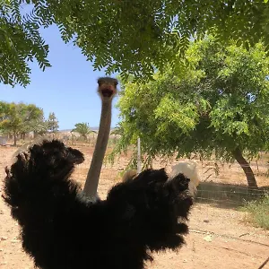  Séjour à la ferme Finca Avestruz Espagne